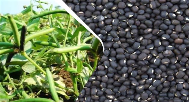 Khabar Odisha:Odisha-to-become-seed-hub-for-national-crop-of-pulses-high-yielding-Harad-variety-developed