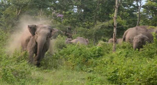 Khabar Odisha:Old-man-dies-in-elephant-attack