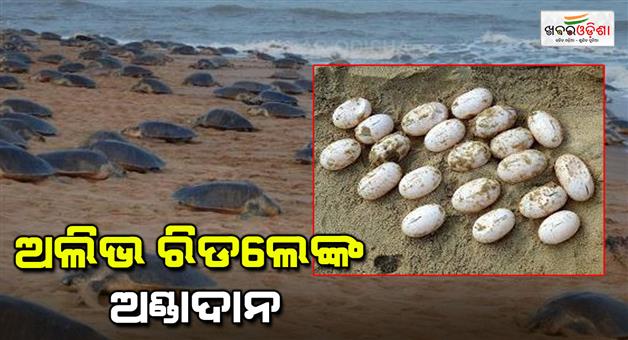 Khabar Odisha:Olive-ridley-spawning-begins-at-Rushikulya-estuary-beach