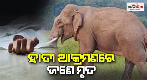 Khabar Odisha:One-dead-in-an-elephant-attack