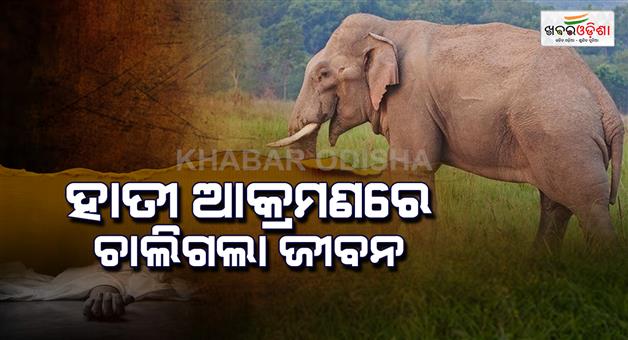 Khabar Odisha:One-person-lost-his-life-in-a-tusked-elephant-attack-two-lives-were-saved