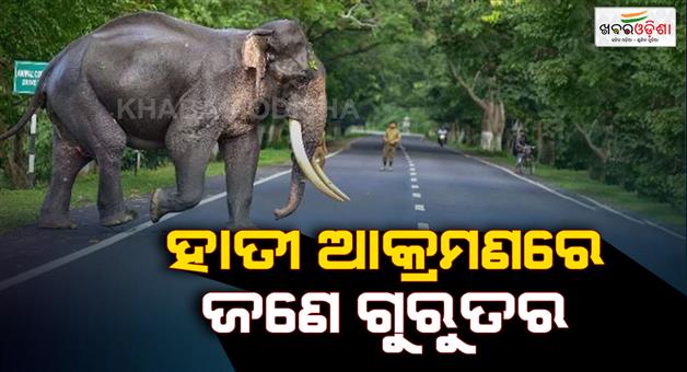 Khabar Odisha:One-seriously-injured-in-elephant-attack