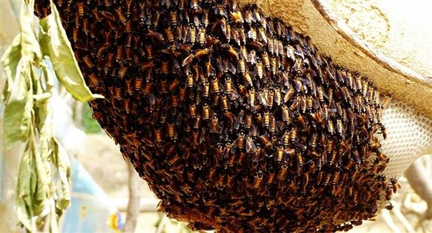 Khabar Odisha:Over-10-injured-in-bee-attack