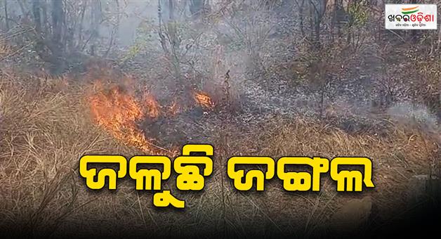 Khabar Odisha:Over-8-hectares-of-forest-destroyed-in-Subarnapur