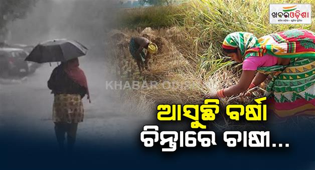 Khabar Odisha:Paddy-has-fallen-on-the-bill-Farmers-are-worried-about-rain