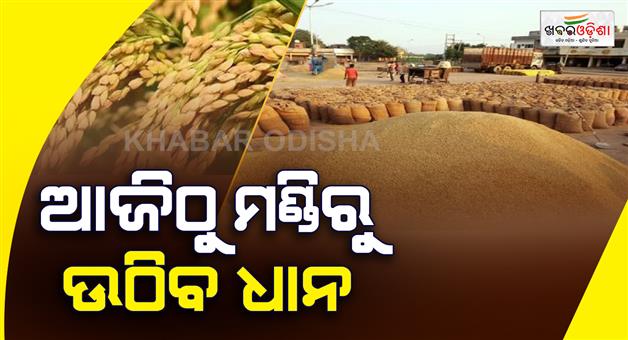 Khabar Odisha:Paddy-procurement-will-begin-at-the-mandis-from-today