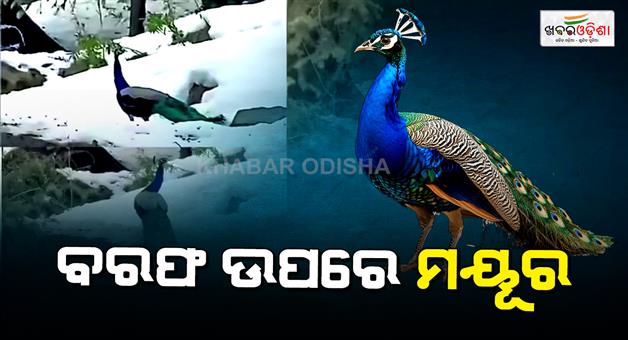 Khabar Odisha:Peacocks-at-6000-feet-Kullu-Manali-Jagatsukh