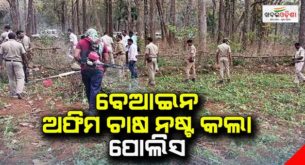 Khabar Odisha:Police-Destroy-Illegal-Poppy-Cultivation
