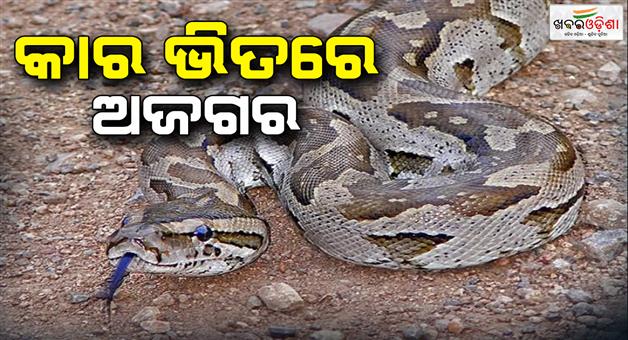 Khabar Odisha:Python-in-car