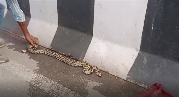 Khabar Odisha:Python-rescue-from-banivihar-overbridge