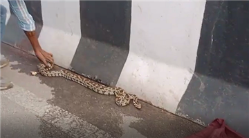 Khabar Odisha:Python-rescue-from-banivihar-overbridge