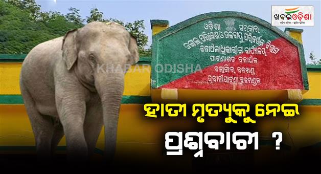 Khabar Odisha:Question-over-elephant-death