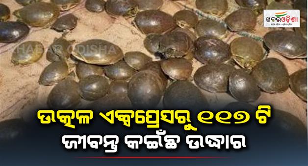 Khabar Odisha:RPF-rescues-117-turtles-on-Utkal-Express-in-Bhubaneswar