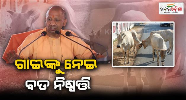 Khabar Odisha:Radium-bands-will-be-placed-around-the-necks-of-cows-to-prevent-road-accidents