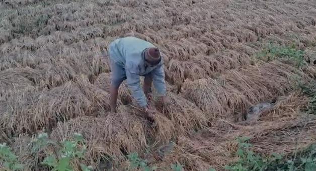 Khabar Odisha:Rainfed-crops