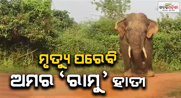Khabar Odisha:Ramu-the-elephant-will-remain-immortal-even-after-death