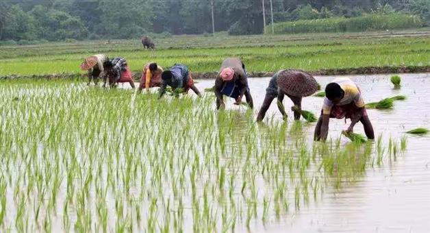 Khabar Odisha:Registration-for-harvesting-paddy-without-cultivating-the-land-notice-will-be-issued-to-farmers