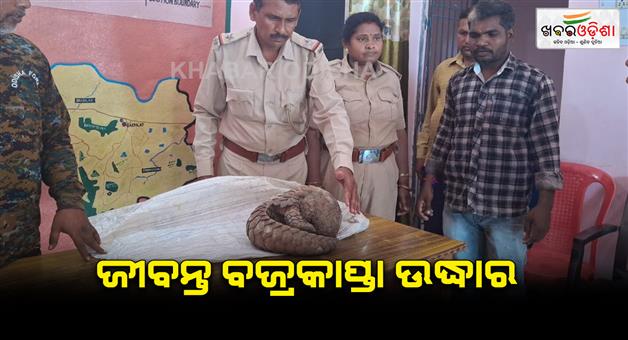 Khabar Odisha:Rescue-of-live-phangolin-by-forest-department