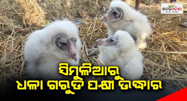 Khabar Odisha:Rescue-of-three-rare-white-eagles