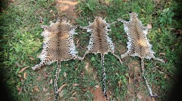 Khabar Odisha:STF-seizes-three-leopard-skins-from-Swargadham-Chhak-in-Rayagada
