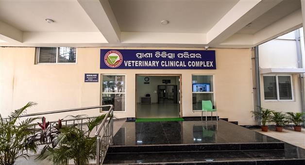 Khabar Odisha:STRAY-COW-VICTIM-OF-HIT-AND-RUN-ACCIDENT-RECOVERS-AT-SOA-VET-COMPLEX