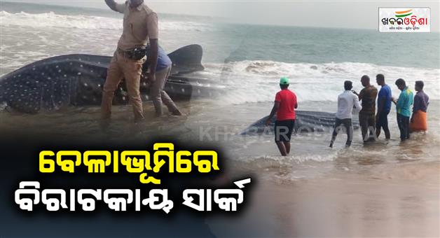 Khabar Odisha:Sark-fish-seen-in-sonapur-seabeach