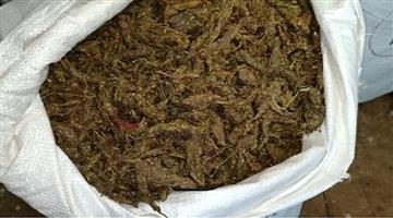 Khabar Odisha:Secret-Chamber-Busted-₹1-Crore-Worth-of-Ganja-Seized-in-Sambalpur