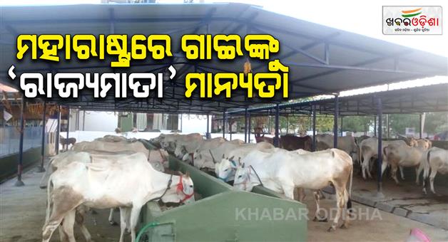 Khabar Odisha:Shinde-cabinet-approves-Rajyamata-title-for-Indigenous-cow