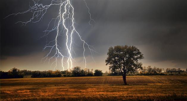 Khabar Odisha:Six-cows-including-a-woman-killed-in-lightning-strike