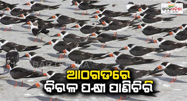 Khabar Odisha:Skimmer-bird-spotted-at-Athagarh