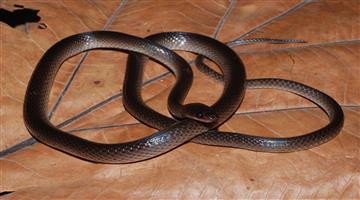 Khabar Odisha:Snakebites-prove-fatal-6-lives-lost-in-a-single-day