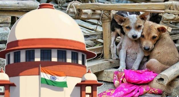 Khabar Odisha:State-government-should-consider-killing-sick-and-rabid-dogs-Supreme-Court-orders