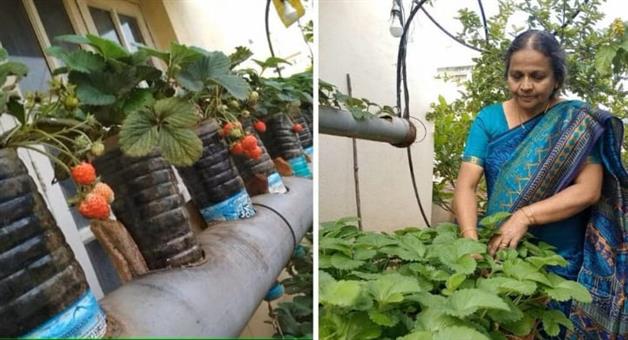 Khabar Odisha:Strawberries-in-plastic-bottles-spinach-in-tubes-Agricultural-techniques-can-be-learned-from-this-60-year-old-woman