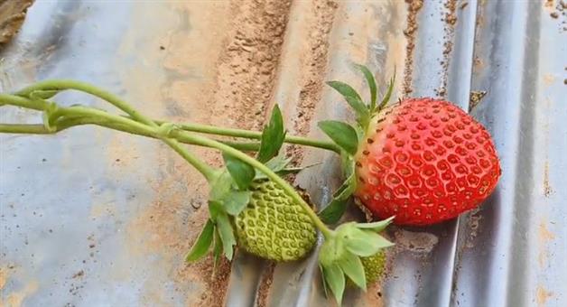 Khabar Odisha:Strawberry-is-now-growing-as-a-golden-crop-in-the-foothills-of-Shimilipal