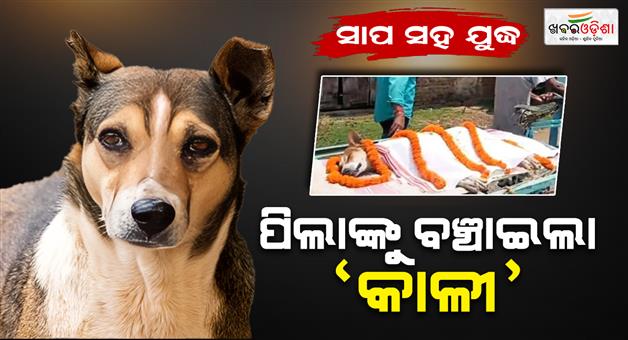 Khabar Odisha:Stray-Dog-Sacrifices-Life-to-Save-30-Children-from-Snake