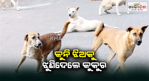 Khabar Odisha:Street-dogs-killed-a-minor-girl-in-koraput