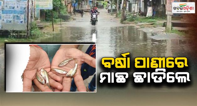 Khabar Odisha:Student-Congress-draws-attention-of-municipal-administration-by-releasing-fish-into-stagnant-water-on-the-road