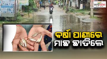 Khabar Odisha:Student-Congress-draws-attention-of-municipal-administration-by-releasing-fish-into-stagnant-water-on-the-road