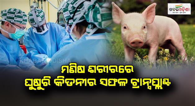 Khabar Odisha:Successful-transplantation-of-pig-kidney-into-human-body