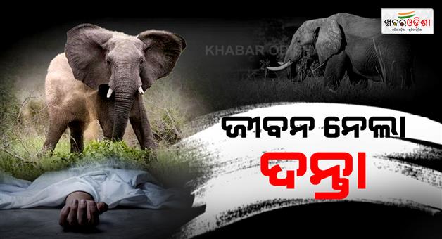 Khabar Odisha:Sundargarh-Horror-Rampaging-Tusker-Kills-Elder-Sparks-Protest-Over-Compensation