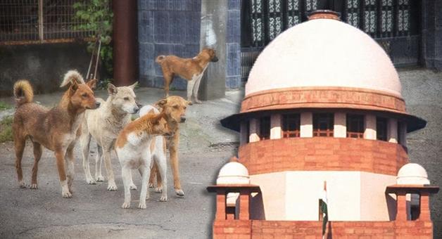 Khabar Odisha:Supreme-Courts-big-decision-on-stray-dogs-case-goes-to-three-member-jury-hearing-tomorrow