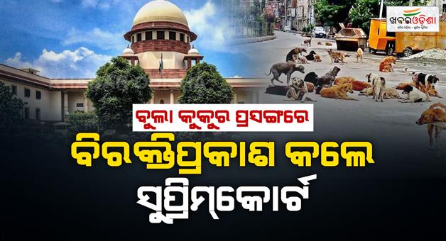 Khabar Odisha:Supreme-Court-angry-on-states-over-not-submitting-affidavit-on-dogs-case