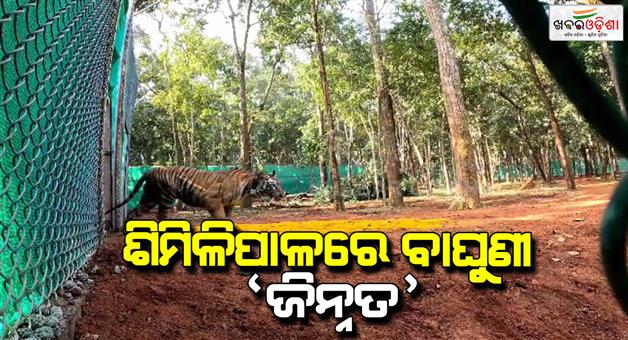 Khabar Odisha:TIGRESS-JINNAT-IN-NOW-ROAMING-FREELY-IN-SIMILIPAL-JUNGLE