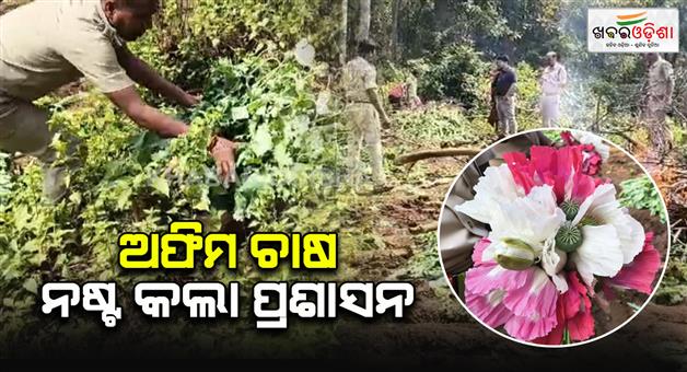 Khabar Odisha:The-administration-destroyed-opium-cultivation