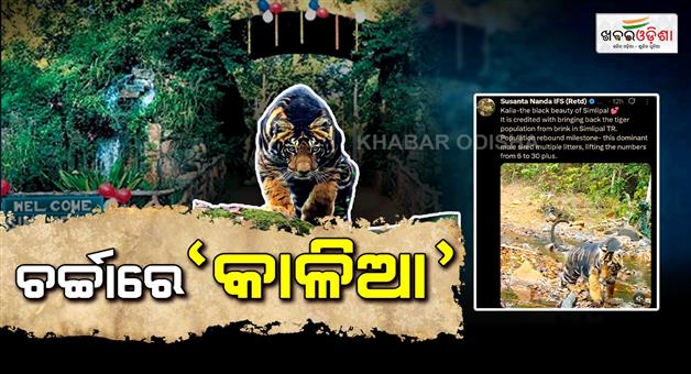 Khabar Odisha:The-black-tiger-Kalia-roaming-around-Shimlipal