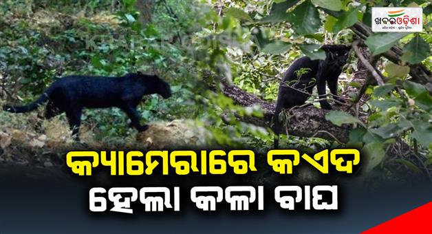 Khabar Odisha:The-black-tiger-was-caught-on-camera