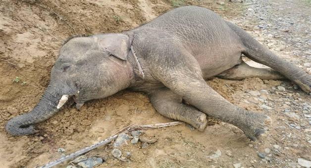 Khabar Odisha:The-body-of-the-baby-elephant-is-found