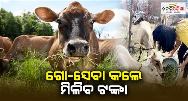 Khabar Odisha:The-capital-will-be-free-from-stray-cattle-Those-who-take-care-of-stray-cattle-will-get-Rs-20000-as-assistance