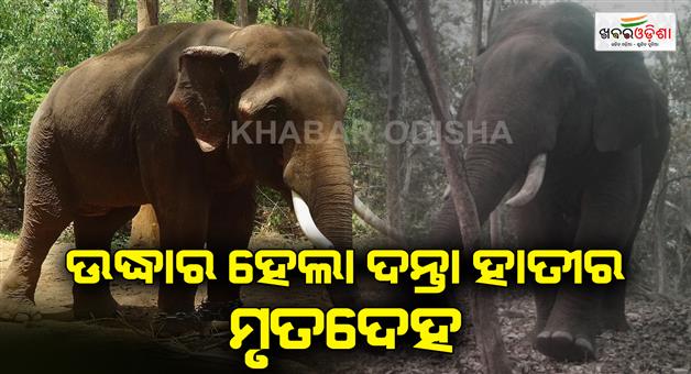 Khabar Odisha:The-dead-body-of-the-elephant-was-recovered