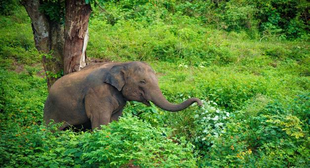 Khabar Odisha:The-dead-body-of-the-baby-elephant-was-recovered-from-the-forest